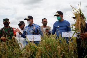 Panen Raya di Mappadaelo, Bupati Berharap Petani Mampu Tingkatkan Produksi