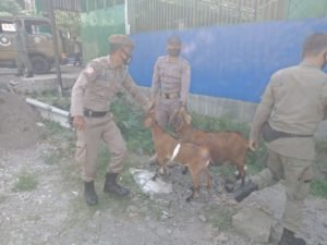 Satpol PP Tertibkan Ternak Liar