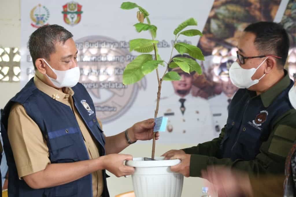 Tingkatkan Produksi Kakao, Bupati Wajo Berharap ke Sekolah Lapang Budi Daya Kakao