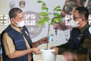 Tingkatkan Produksi Kakao, Bupati Wajo Berharap ke Sekolah Lapang Budi Daya Kakao