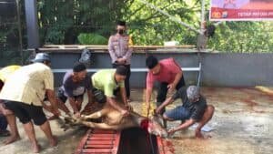 Polres Wajo Potong 15 Ekor Hewan Kurban Pada Idul Adha 1442 H