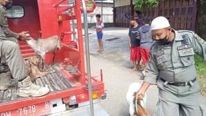 Resahkan Warga, Satpol PP Lakukan Penertiban Hewan Ternak