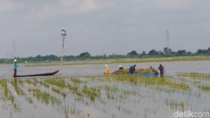 Akibat Banjir, 723 Ha Sawah Terendam Air di Kecamatan Maniangpajo