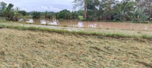 Ribuan Hektar Sawah di Wajo Terendam, Kepala BPTPH Sulsel Usulkan ke Kementan untuk Bantuan Pertanian