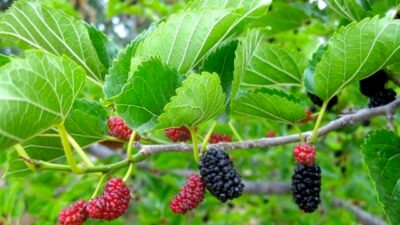Petani Keluhkan Lambatnya Pencairan Dana Pengolahan Tanaman Murbei