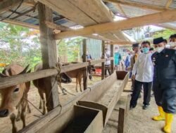 Populasi Ternak di Wajo Terbesar Kedua di Sulsel, Amran Mahmud Bertekad Jadikan “Lumbung Daging” Nasional
