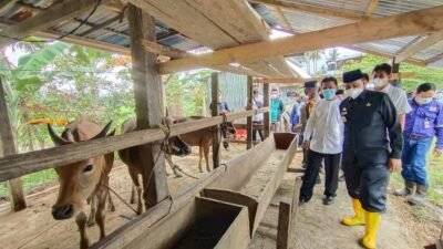 Populasi Ternak di Wajo Terbesar Kedua di Sulsel, Amran Mahmud Bertekad Jadikan “Lumbung Daging” Nasional