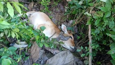 Parangi Korban Hingga Meninggal, Petani Asal Majauleng Ditangkap Polisi