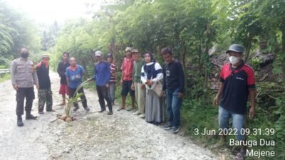 Kesal Dengan Janji Pemerintah, Warga Tanam Pisang di Jalan Rusak di Segeri Majene