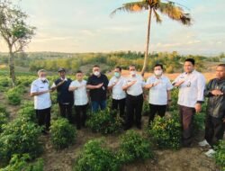 Harga Cabai Nasional Naik, Wajo Kerja Sama Bapanas Kirim Produksi ke Berbagai Daerah