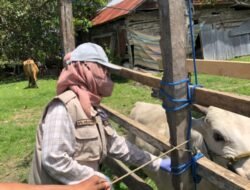 Sukseskan Vaksinasi PMK, Dinas PKP Wajo Minta Peran Aktif Peternak