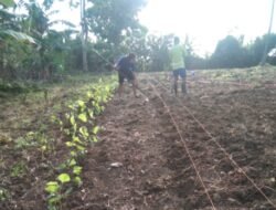 PHI Pertanyakan Lahan Penanaman 500 Ribu Bibit Mubei, PPTK Sebut Lahan Milik BMT As’adiyah