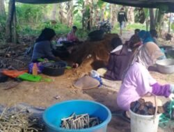 PHI Ragukan Kualitas Bibit Murbei Tahun 2022, Ini Alasannya