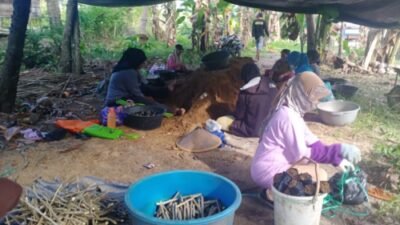 PHI Ragukan Kualitas Bibit Murbei Tahun 2022, Ini Alasannya