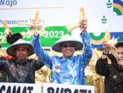 Sukses Tanam Jagung Demplot PT Sygenta, Bupati Wajo Ajak Masyarakat Kelola Lahan secara Bisnis