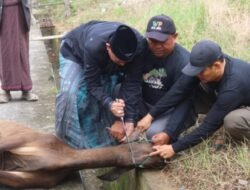 Berqurban 5 Ekor Sapi, Amran Mahmud Sembelih Sendiri Hewan Qurban