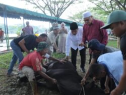 Idul Adha 1444 H, Pemerintah Kabupaten Asahan Sembelih 125 Hewan Qurban