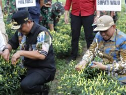 Panen Raya Cabai di Tanasitolo, Pj Gubernur Sulsel Puji Kreatifitas Bupati Wajo
