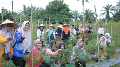 Ketua PKK Asahan Panen Hasil Pemanfaatan Lahan di 2 Lokasi Hatinya PKK