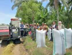 Babinsa Koramil 1406-08/Sabbangparu Dampingi Petani dalam Kegiatan Panen Padi di Desa Ujungpero