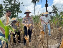 Dekat dengan Petani, Kapolsek Tempe Dampingi Panen Jagung di Kelurahan Cempalagi