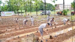 Tanam Uwi Ungu, Karo SDM Kombes Adi Ferdian Saputra : Polda Sulsel Siap Budidaya Pangan Lokal