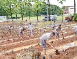 Tanam Uwi Ungu, Karo SDM Kombes Adi Ferdian Saputra : Polda Sulsel Siap Budidaya Pangan Lokal