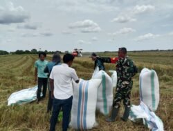 Babinsa Koramil 1406-07/Takkalalla Laksanakan Pendampingan Panen Padi