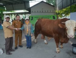 Dinas Peternakan Periksa 101 Hewan Qurban di Asahan, Pastikan Layak dan Aman Dikonsumsi
