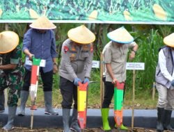 Ketahanan Pangan Jadi Prioritas, Polda Sulsel Optimalkan Lahan Binaan untuk Produksi Jagung Nasional