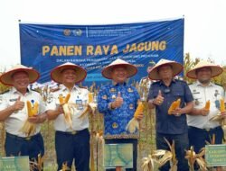 Wakil Bupati Asahan Hadiri Panen Raya Jagung di Lahan Eks HGU PT BSP Air Joman