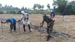 Dukung Ketahanan Pangan, Babinsa Koramil 1406-08/Sabbangparu Bantu Warga Tanam Jagung Hibrida