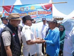 Panen Raya di Belawa, Bupati Harapkan Bisa Sejahterakan Petani