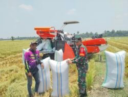 Dukung Ketahanan Pangan, Babinsa Sabbangparu Turun Langsung Bantu Petani Panen di Desa Wage